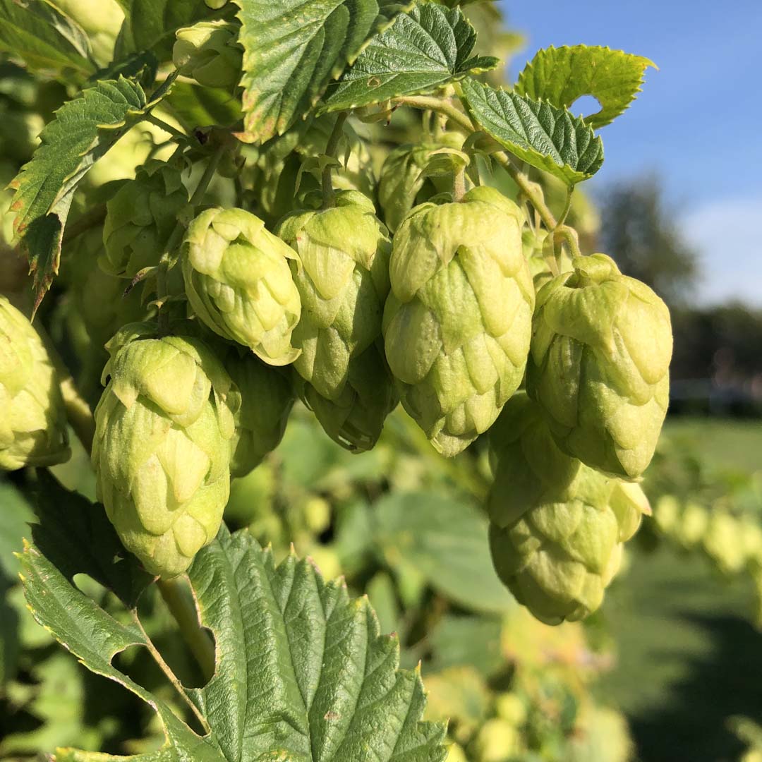 Hopfen